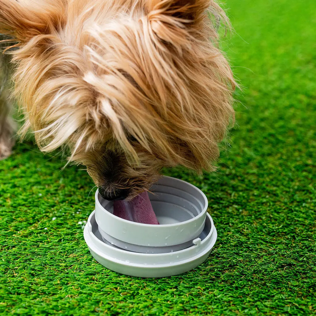 Correa Retráctil para Perros 6 en 1 con Accesorios Integrados Leashic InnovaGoods